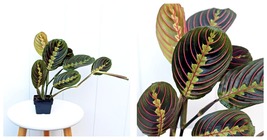 3” pot Red Maranta Prayer plant, Sympathy gift, Fully rooted plant LIVE PLANT  - £33.81 GBP