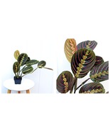 3” pot Red Maranta Prayer plant, Sympathy gift, Fully rooted plant LIVE ... - £33.81 GBP