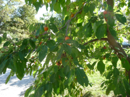 AMERICAN PERSIMMON tree qt pot. image 2