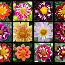 50 Mixed Collarette Dahlia Variabilis Two Tone Mix Of Red Pink Purple White Yell - $7.45