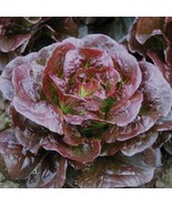 1000 CIMMARON LETTUCE VEGETABLE SEEDS FOR GARDEN - $133.04 MXN
