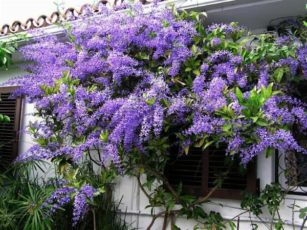 4&quot; Pot Queens Wreath Petrea Volubilis Sandpaper Bluebird Vine Rooted Plant Fresh - £52.74 GBP