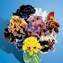 US Seller New 35 Pansy Flower Seeds Bolero Flamenco Mix Fresh Seeds - $14.98