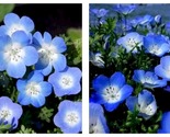 50 Seeds Baby blue eyes Nemophila menziesii Flower Garden - $41.93