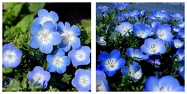 50 Seeds Baby blue eyes Nemophila menziesii Flower Garden - £33.51 GBP