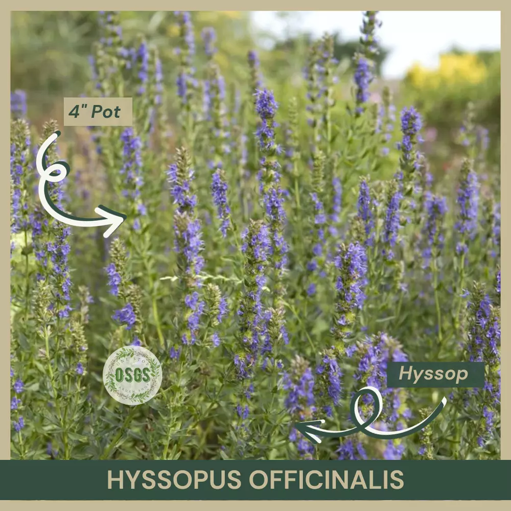 4&quot;&quot; Pot Hyssopus officinalis Hyssop Edible Showy Attracts Butterflies - £22.21 GBP