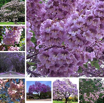  1000 Paulownia Royal Empress Flore Tree Potted Flower Pot ers Seeds - £5.40 GBP