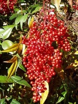 25 Domestic Nandina 2.5" pot Heavenly Bamboo - $68.99