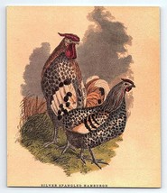 Antique Lithograph Harrison Weir Silver Spangled Hamburgh Hen Rooster Print - £18.46 GBP