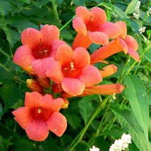 New Fresh Seeds 70 Hummingbird Trumpet Creeper Vine Campsis Radicans Flower Seed - £9.43 GBP