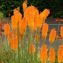 VP Mango Popscicl Torch Lily Hot Poker Flower Perennial 25 Seeds - £5.65 GBP