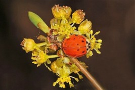 Fresh Seeds 10 Spicebush Wild Allspice Lindera Benzoin Spice Bush Berry Yellow F - £12.87 GBP