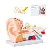 VEVOR Human Ear Anatomy Model, 3 Parts 5 Times Enlarged Human Ear Model ... - $91.19