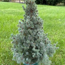 Picea Glauca Saunders Blue Live Plant 12 Inch Tall 1 Gallon Pot New Fast Shippin - $138.90