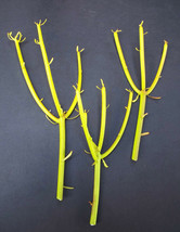 EUPHORBIA TIRUCALLI pencil cactus plant fire on stick flame cuttings cutting 50 - £31.87 GBP