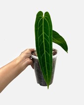 Anthurium Warocqueanum up 20cm for leaf Free Phytosanitary Certificate - £134.69 GBP