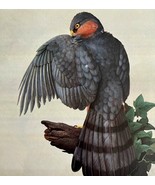 European Sparrowhawk Art Print Color Plate Birds Of Prey Vintage 1979 DW... - $49.14 CAD