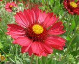 50 Burgundy Gaillardia Red Indian Blanket Flower Seeds New Fresh Garden - $16.00