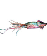 Squid Fish High Quality Graphic Decal Car Boat Cup Cooler Laptop Tackleb... - €6,03 EUR+