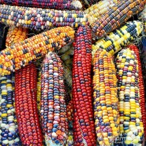 50 Indian Rainbow Corn Seeds Bright 6 Colors Organic Open Pollenated Vegetable F - $10.50