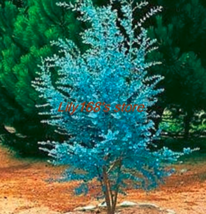 30 pcs Impressive Eucalyptus Seed gunnii Cider Gum Eucalyptus Gorgeous Color - £6.28 GBP