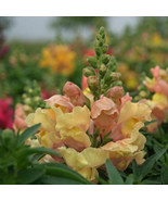 Appleblossom / Apple Blossom Snapdragon Seeds 200 4.000 Seeds FRESH - $11.00