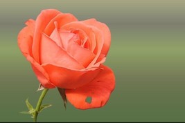 Orange Rose Flower Seeds 50 SEEDS - £6.36 GBP