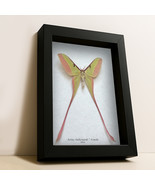 Rare Chinese Moon Moth Actias Dubernardi Real Framed Entomology Shadowbox - $176.57 CAD
