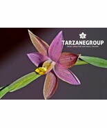 THELYMITRA CINDERELLA AUSTRALIAN TERRESTRIAL ORCHID TUBER - $53.00
