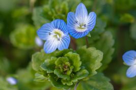 50 Veronica Creeping Blue Speedwell Seeds Perennial Flower Great Cut Flower - £14.13 GBP