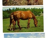 3 Mare Feeding Foal Postcards Feeding Time Dinner Time - $9.90