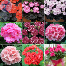 Geranium Mixed 9 Types Of Bonsai Seeds Garden Usa Shipping - £7.16 GBP