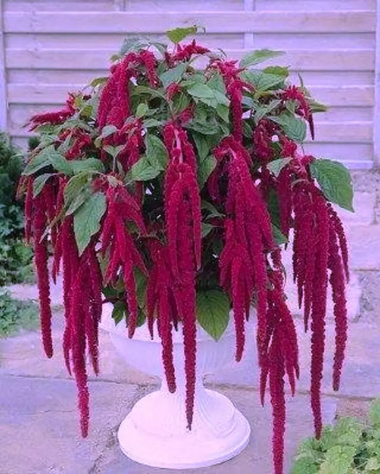 50 Seeds Amaranthus Magenta Dread Locks / Aka Purple Love Lies Bleeding Flower  - £7.82 GBP