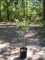 4&#39;-6&#39; Live ANNA APPLE Fruit Tree Plant Trees Southern Fresh Apples FREE ... - $96.95