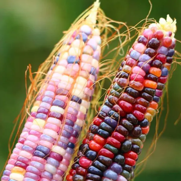 Fresh 250+ Glass Gem Corn Seeds For Planting Vegetables And Fruits Heirloom Seed - £37.72 GBP