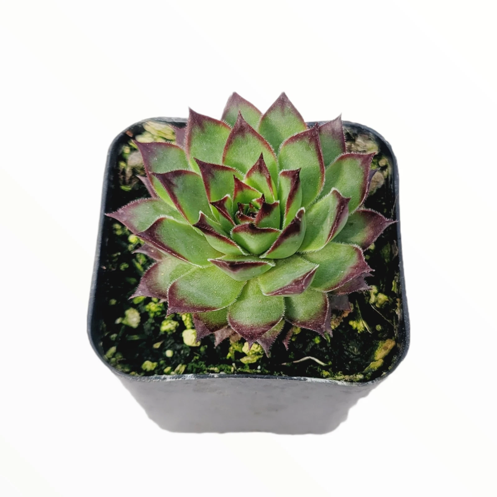 Sempervivum &#39;Black Rose&#39; Succulent Plant - $11.66