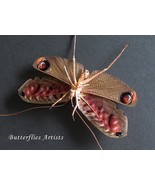 Rare Pterochroza Ocellata Male Peacock Grasshopper Katydid Entomology Sh... - $190.88 CAD