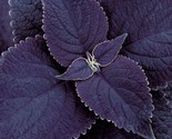 New 100 Black Purple Coleus Easy To Grow All Year - Ts - $5.99