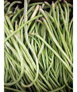 50+ Yard Long Cowpea Bean Seeds Heirloom Non-GMO - £3.92 GBP