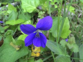 Sghost 40 Seeds Wild Purple Violet Usa Seller - £6.83 GBP