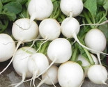 100 Hailstone Radish Seeds Fast Shipping - $8.99