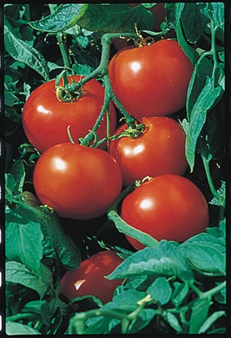 50 Seeds Rutgers Select Tomato Vegetable Fast US Shipping - $9.50