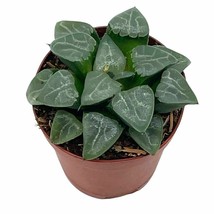 Haworthia bayeri, Rare Haworthia, in 2 inch pot Super cute great plant gift, col - £14.85 GBP