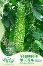 Bitter Gourd Seed Bitter Melon Balsam Pear Vegetables 12 Seeds - $11.86