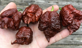 20 Super 7 Pot Brain Strain Chocolate Nongmo Premium Pepper Seedsb 01 From US  - £6.59 GBP