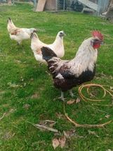 6+ Mosaic Hatching Eggs - $49.50