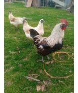 6+ Mosaic Hatching Eggs - $49.50