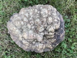 22  Lb + Indiana Geode  Crystals , minerals,fossil   Intact Jewelry Lapi... - £81.12 GBP