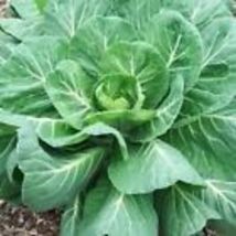 GEORGIA COLLARD 400+ SEEDS (Brassica oleracea ) - Heirloom Vegetable Spring Fall - £7.82 GBP
