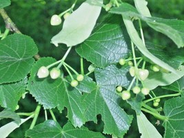 20 Big Leaf Linden Seeds Tilia Platyphyllos Fresh Seeds Gardening USA - $11.90